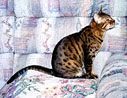 A cat; Actual size=240 pixels wide